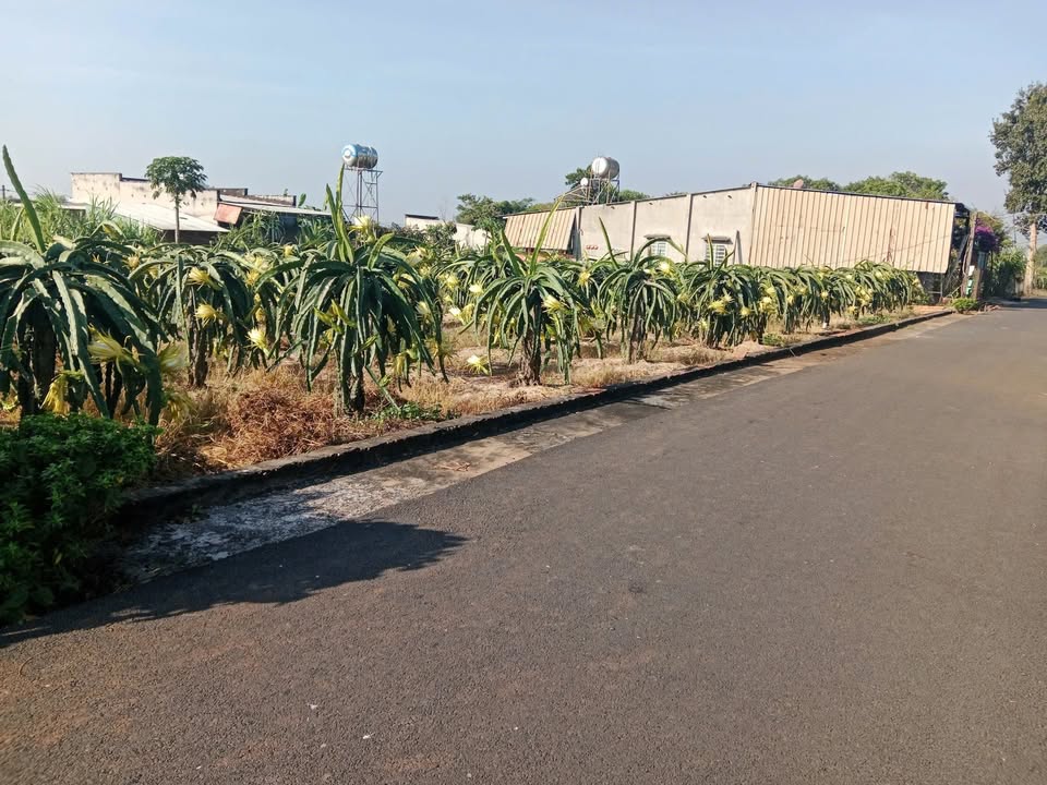 Đất Nền Sổ Hồng Riêng Xã Bông Trang, Xuyên Mộc - 300m² Giá 1.45 Tỷ