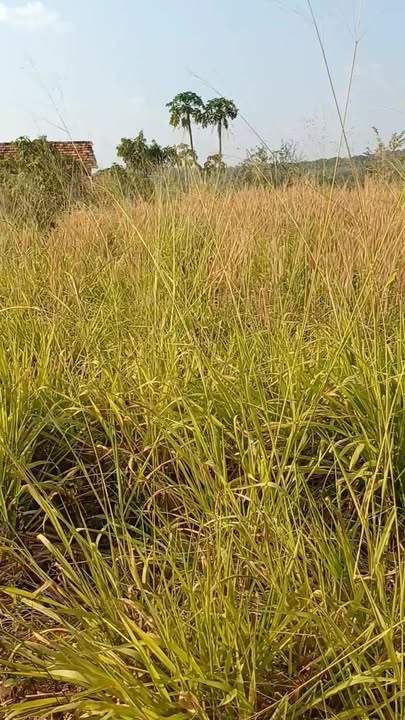 Đất nền Ea Kiết, Ea Kar 1.4 ha - Tiềm năng tăng giá vượt trội!