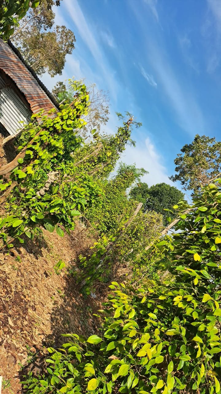 Đất nền Ea Pốk Cư M'gar 1800m² 1.8 Tỷ - Sổ đỏ chính chủ!