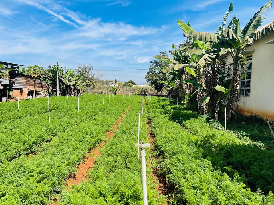 Đất Hẻm Tú Xương Pleiku 110m² Giá Tốt - Sổ Đỏ Thổ Cư