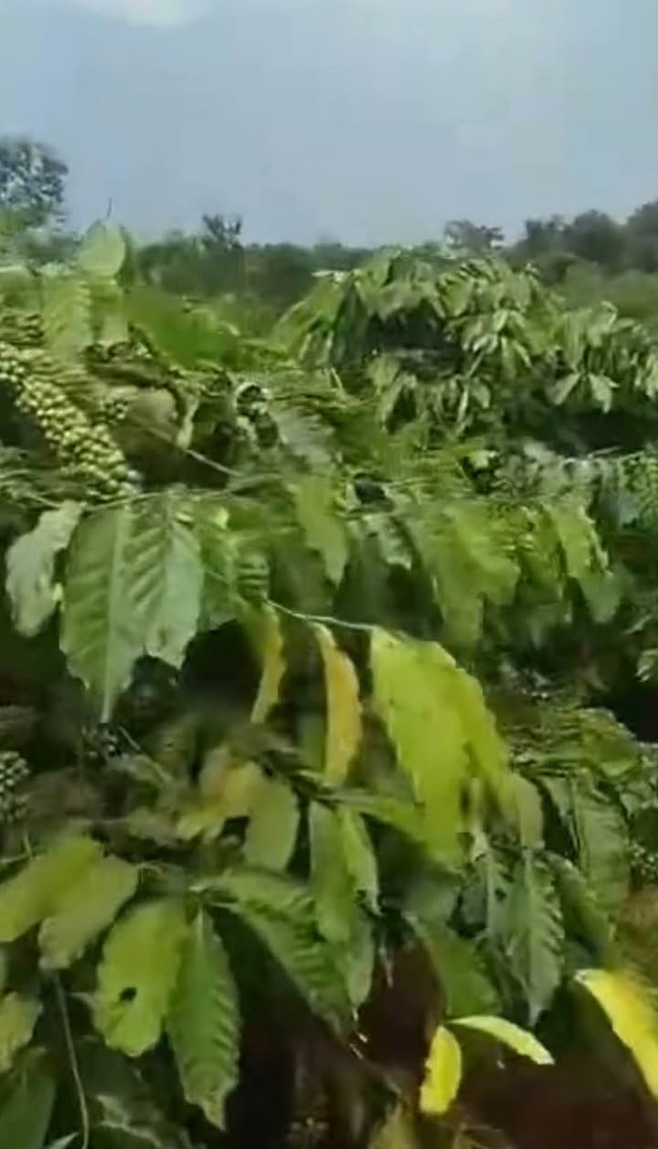 Đất nền Ia Grai, Gia Lai 9600m² - Tiềm năng tăng giá vượt trội!