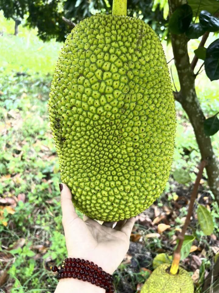 Đất Vườn Diên Khánh 640m² - Sổ Hồng Riêng, Giá Đầu Tư 350 Triệu