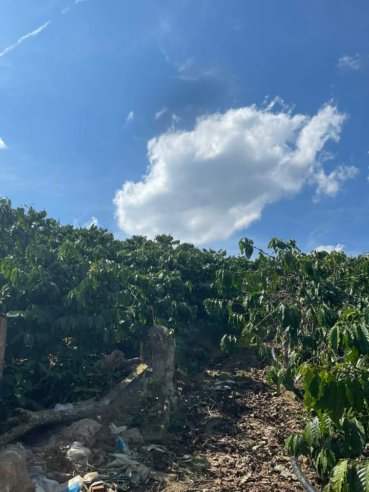 Bán Đất Vườn 15000m² Thôn Lâm Bô, Phúc Thọ - Có Sẵn Nhà, Điện Nước