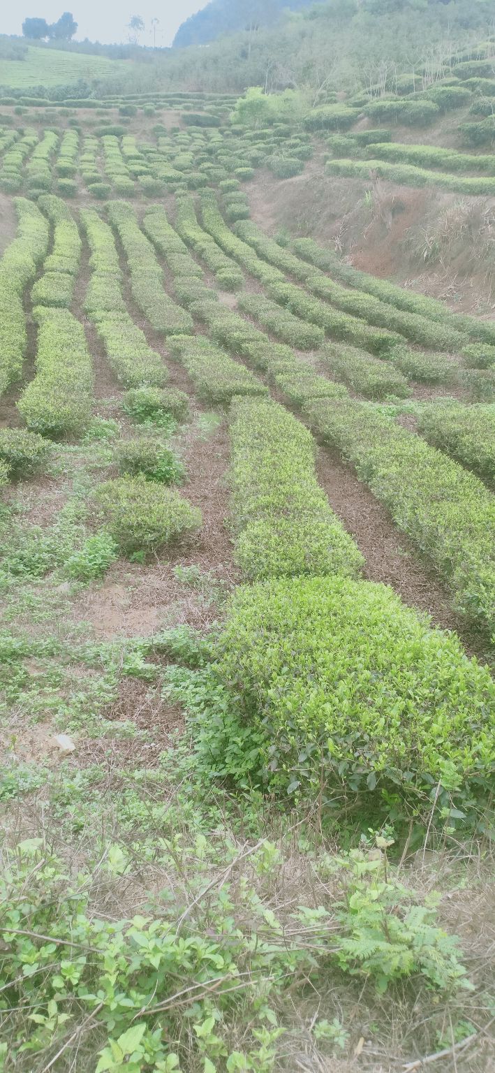 Bán Gấp Đất Vườn 3000m² Mặt Đường Bê Tông Thuận Châu, Sơn La