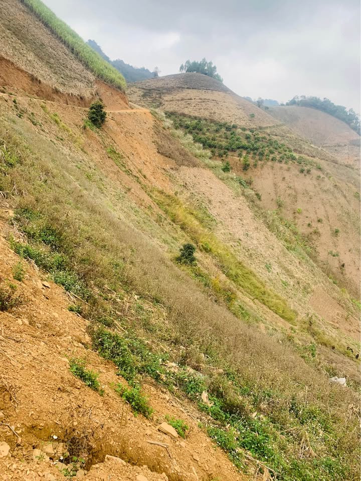 Cho thuê đất 6000m² đường nhựa Phiêng Trai, Mai Sơn - Giá chỉ 4 triệu/năm