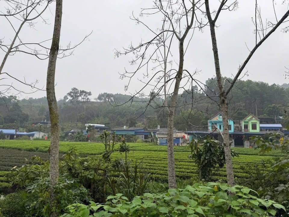 Đất nền Đại Từ, Thái Nguyên 2000m² - Sổ đỏ thổ cư, đường rộng ô tô