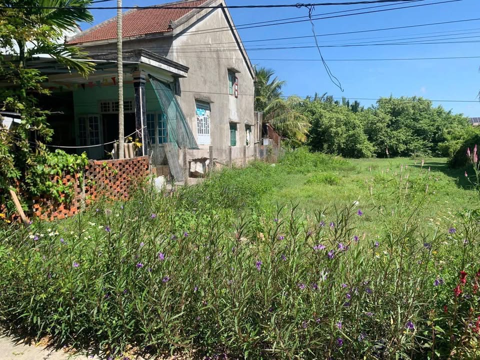 Bán đất Cẩm Thanh Hội An 565m² - Sổ đỏ chính chủ, view rừng dừa