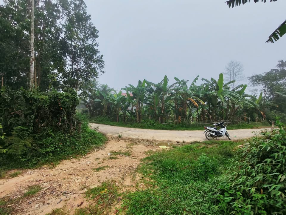 Đất Vườn Thường Xuân 2630m² - Hai Mặt Tiền, Giá Rẻ Sốc 290 Triệu