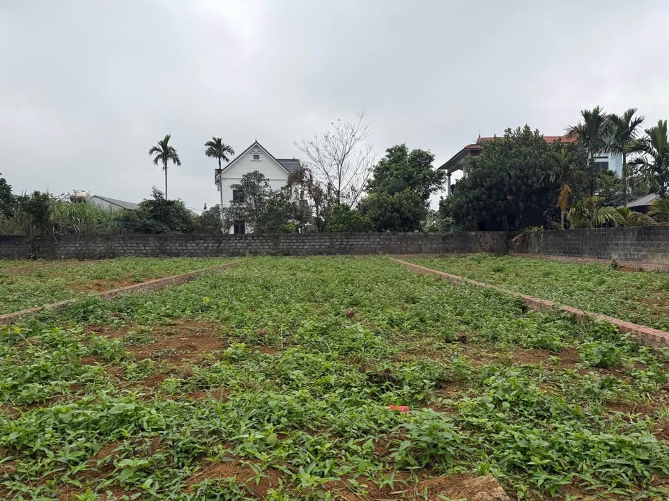 Đất Ba Vì 150m² Sổ Đỏ Vuông Vắn - Giá Chỉ 2.X Tỷ