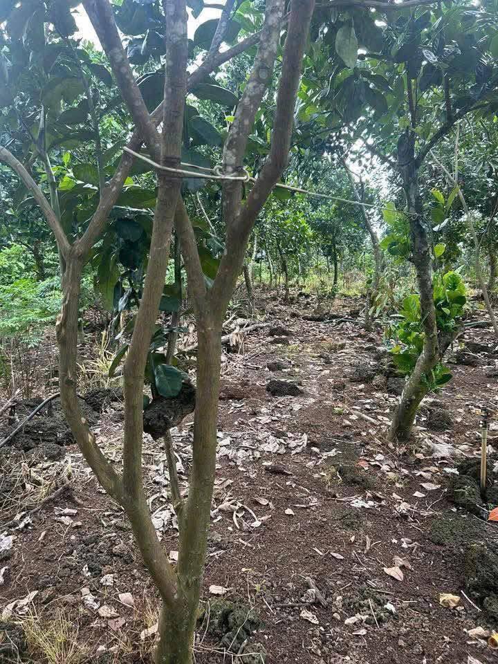 Bán Gấp Vườn Trái Cây 2548m² Sổ Hồng Riêng Tại Tân Phú - Giá 1 Tỷ