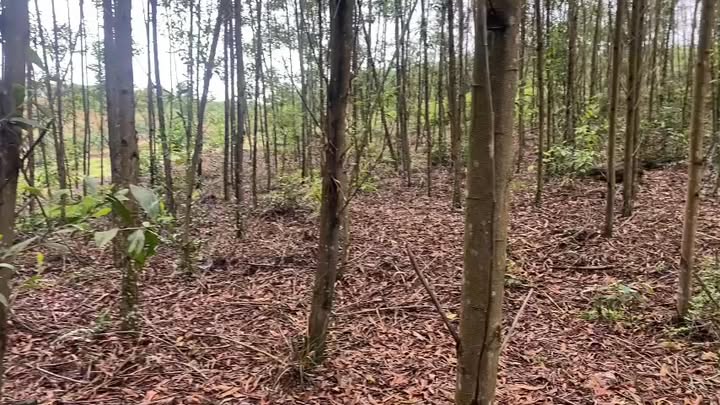 Đất Vườn Hương Khê 2ha - Sinh Thái Xanh, Giá 900 Triệu