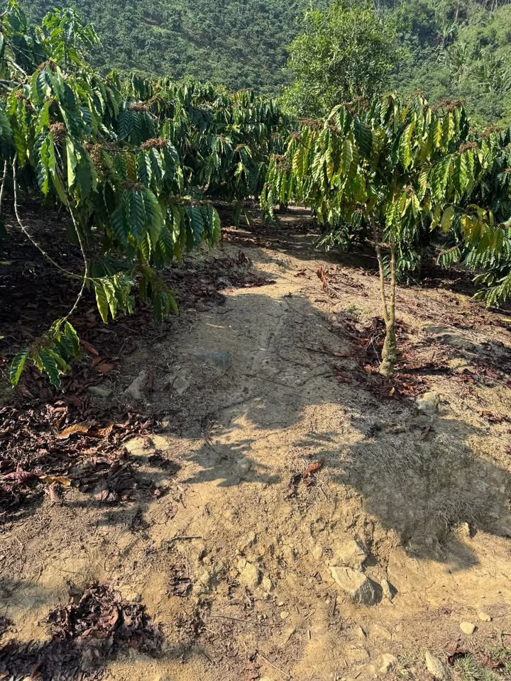 Bán đất 3600m² Tân Kiên, Bình Chánh - 700 triệu, view suối đẹp