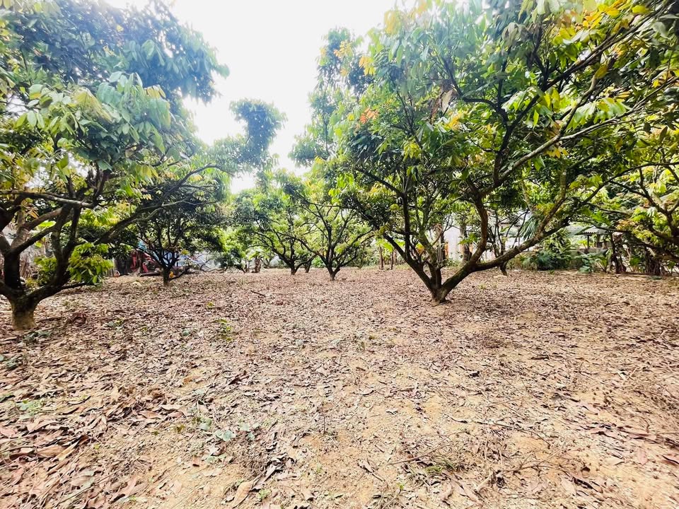 Đất nền Kim Bôi Hòa Bình 1500m² 1.5 tỷ - Sổ đỏ chính chủ