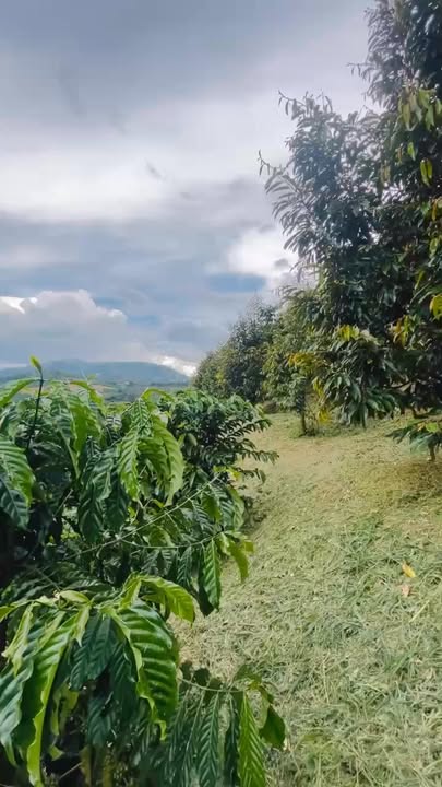 Bán Gấp 1.8ha Đất Vườn Sầu Riêng Liên Đầm, Di Linh - Giá Tốt