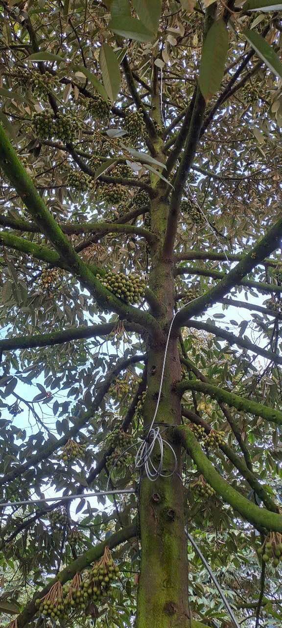 Đất Vườn Tiền Giang - 7200m² Sổ Hồng Riêng, 38 Gốc Sầu Riêng 6 Năm Tuổi