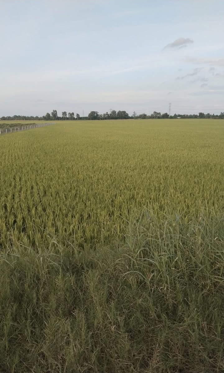 Đất Vườn Hậu Mỹ Bắc B 14.000m² - Sinh thái xanh, nghỉ dưỡng lý tưởng!