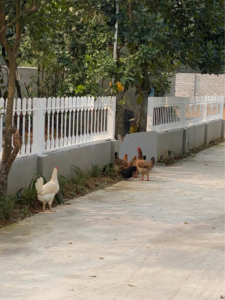 Đất nền Hồ Đồng Mô Sơn Tây 4100m² – Đường ô tô 9m, tiềm năng tăng giá!