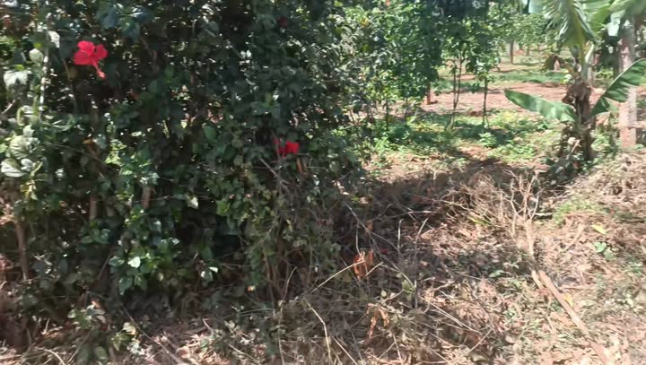 Đất vườn Thôn Hang Rinh Chư Sê 2070m² - Đầu tư sinh lời vượt trội!