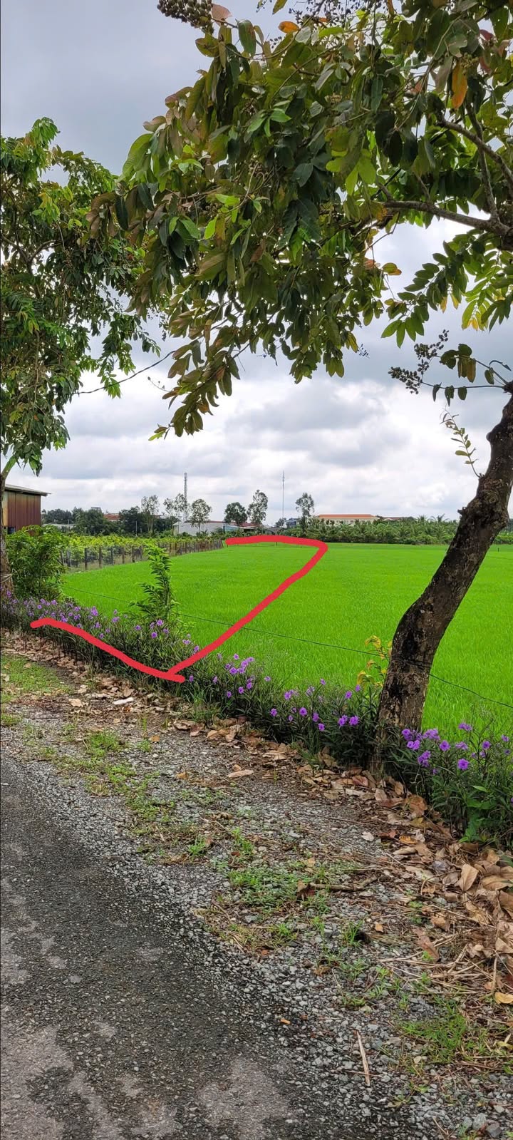 Đất thổ cư Tân Trụ Long An 200m² giá 1.5 tỷ - Sổ đỏ chính chủ!