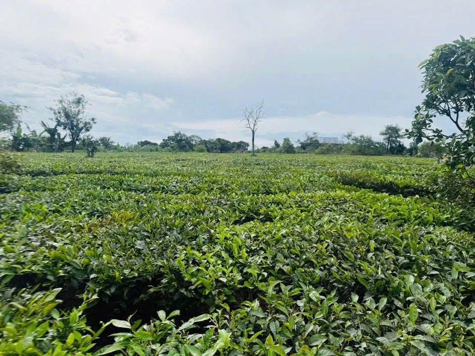 Đất nền Vân Sơn, Tân Lạc 320m² - Sổ đỏ chính chủ!