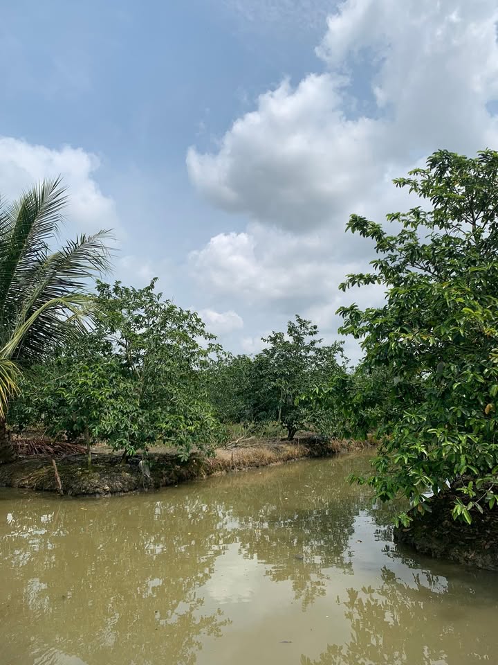 Đất Vườn Cây Lâu Năm 20.500m² Cần Thơ - Sẵn Sàng Thu Hoạch Trái Ngọt