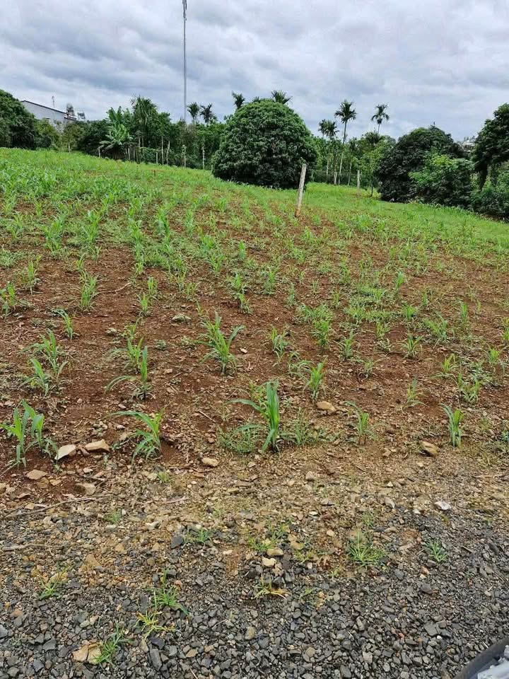 Đất nền Khánh Xuân Buôn Ma Thuột 165m² giá 160 triệu - Sổ sẵn đầu tư ngay!