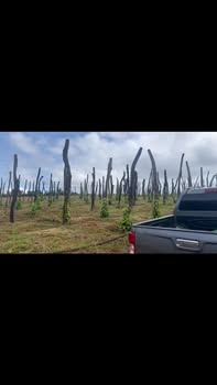 Đất vườn Đắk Búk So 2.1ha giá 2.7 tỷ - Đầu tư dài hạn