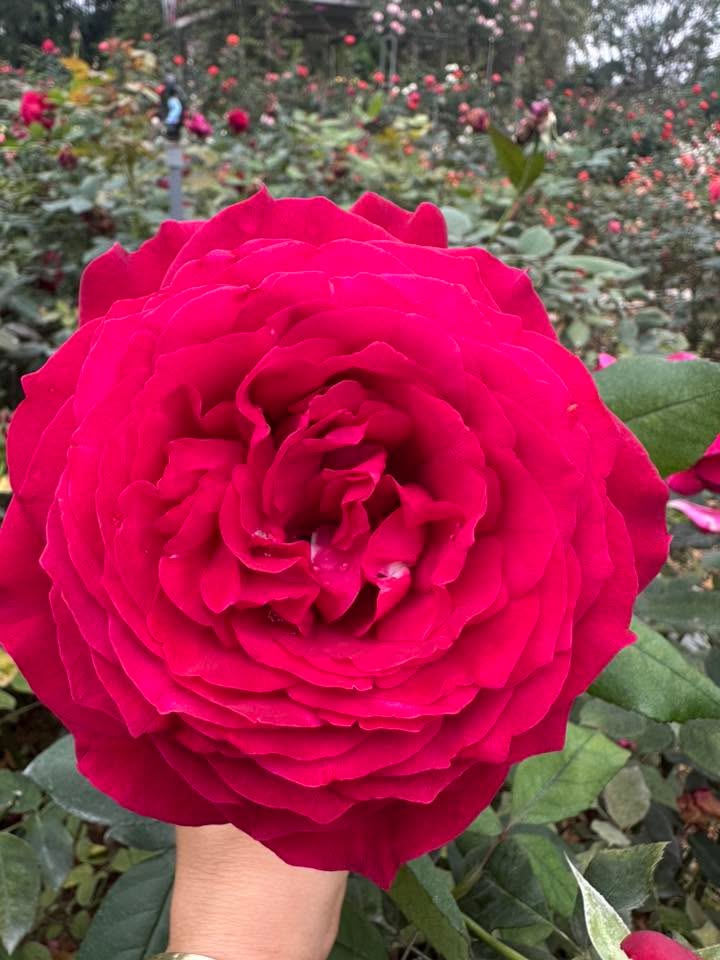 Căn hộ HUD Mê Linh Đại Thịnh 54m² 1.8 tỷ - Bàn giao ngay