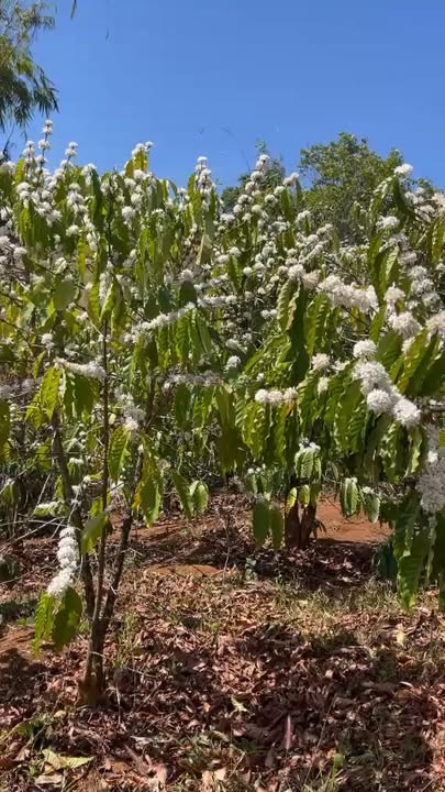 Bán rẫy cà phê Đăk Glong 1.7ha giá 2.1 tỷ - Sổ hồng rõ ràng