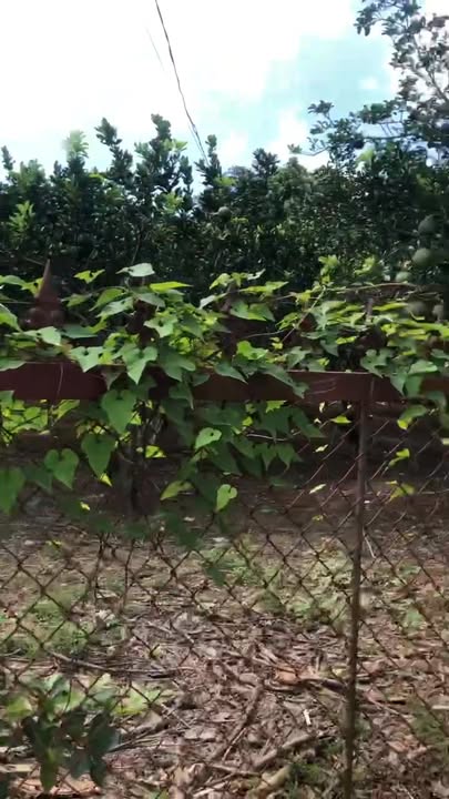 Bán Đất Xã Đông Sơn Yên Thế 1500m² Giá 1 Tỷ - Sổ Đỏ Chính Chủ