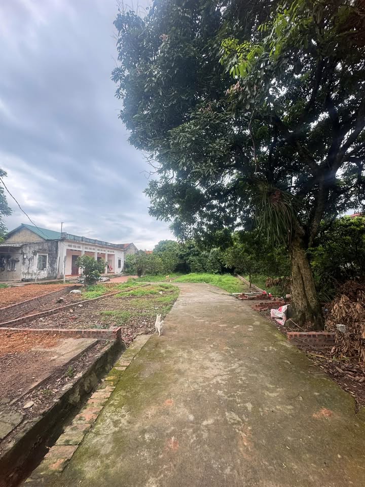 Đất nền Gia Cẩm, Việt Trì 212.7m² – Tiềm năng tăng giá vượt trội!