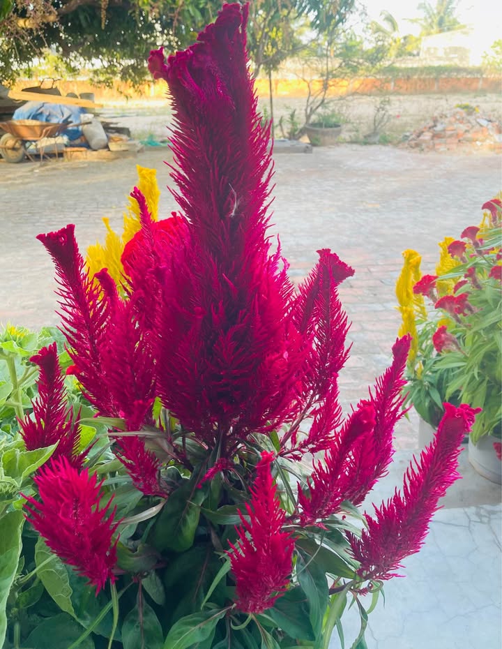 Đất nền Thới Hòa Bến Cát 400m² - Sổ đỏ chính chủ