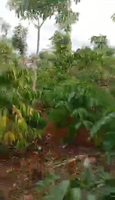 Đất Nông Nghiệp Ea Kiết, Đắk Lắk - 9500m² Sổ Đỏ, 70 Cây Sầu Riêng Năm Thứ 3