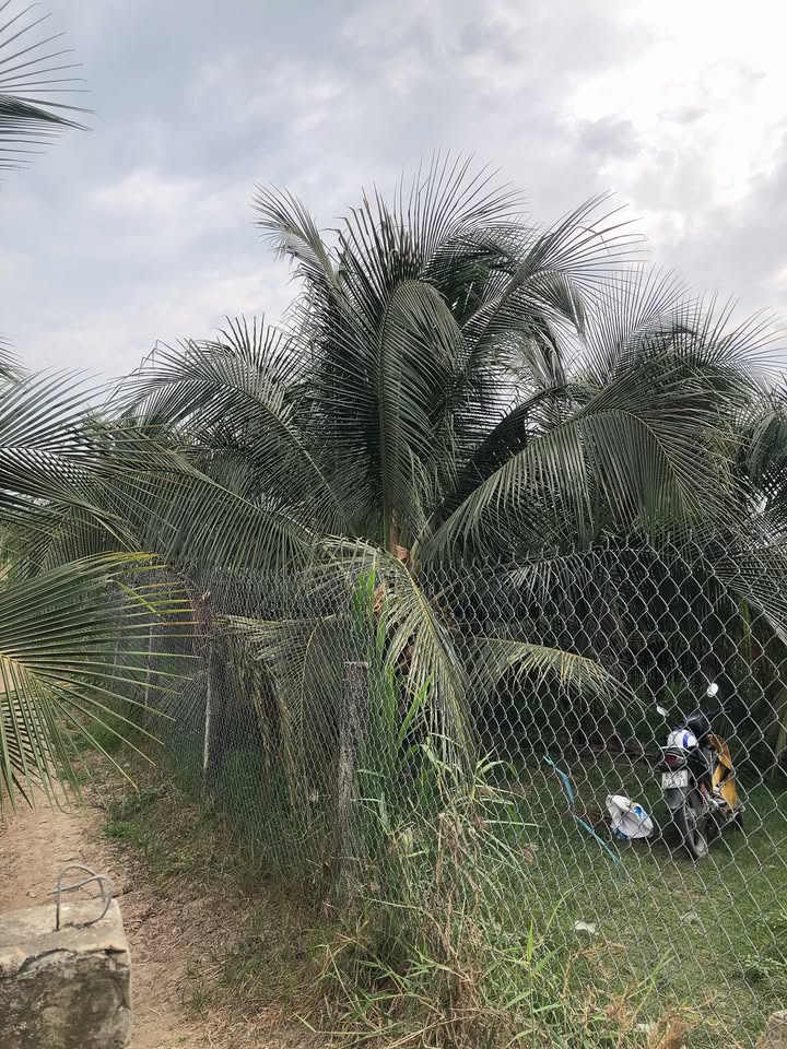 Đất nền Mỹ Tho 800m² 1 tỷ - Đường to ô tô, tiềm năng sinh lời!