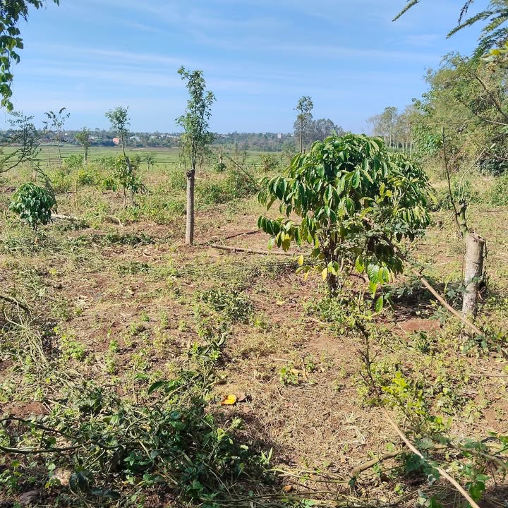 Đất nền Bình Thuận, Buôn Hồ 560m² giá 160 triệu - Sổ đỏ sẵn!