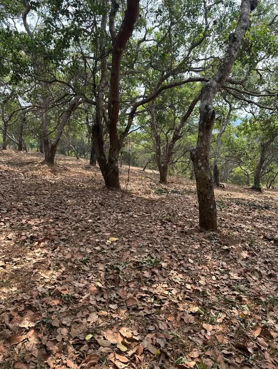 Bán đất vườn Đắc Lua Tân Phú 3.600m² giá 600 triệu - Đầu tư dài hạn!