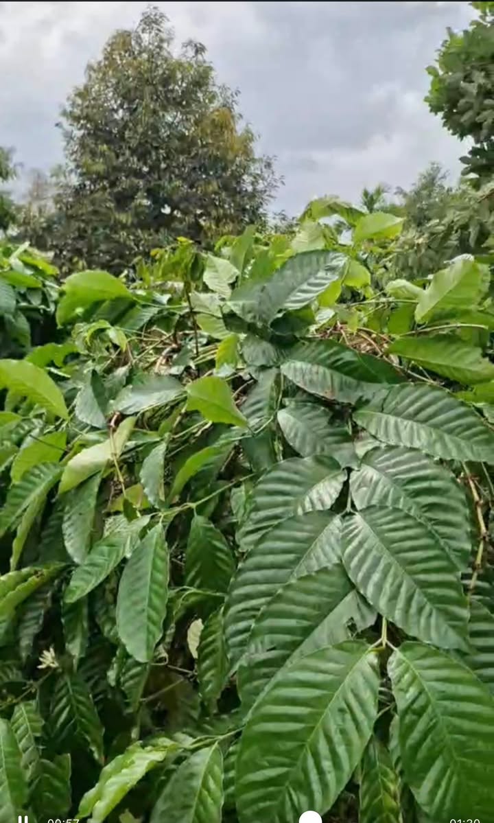 Đất Vườn Đắk Nông 8000m² - Sổ hồng rõ ràng!