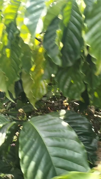 Đất Vườn Đắk Mil 2800m² - Giá 1.5 Tỷ, Ô Tô Tận Nơi, Sẵn Tưới Tiêu