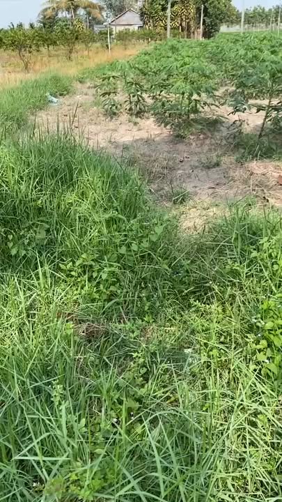 Đất Nông Nghiệp Tân Châu, Tây Ninh 11.477m² - Sổ Đỏ Chính Chủ