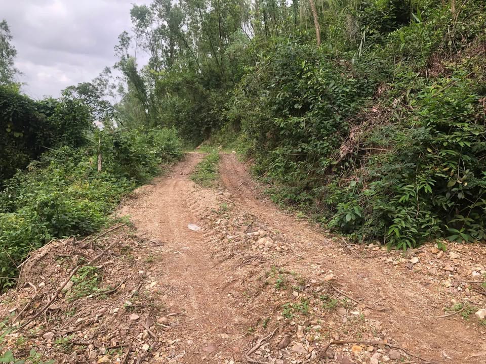 Bán Gấp 1.2ha Rừng Sản Xuất Gần KCN Nhơn Hòa - Giá Ngộp 1xx Triệu