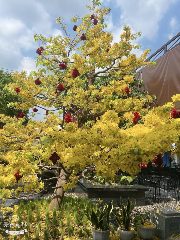 Đất Nền 288m² Mặt Tiền Trường Lưu, Hòa Thành, Tây Ninh - Giá Tốt