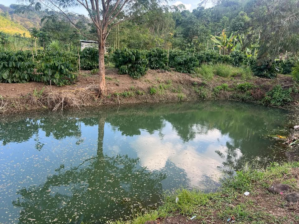 Đất nền Xã Ea Pô, Cư Jút 10.000m² - Sổ đỏ chính chủ, giá tốt!