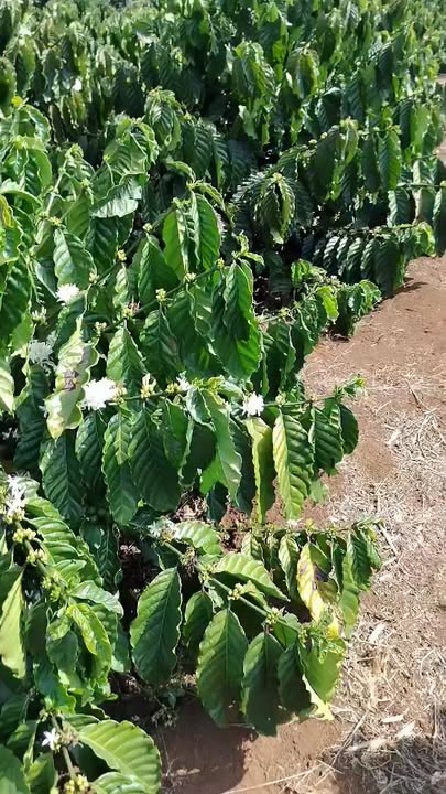 Bán Gấp Farm 5 Sào Xã Hoài Đức, Lâm Hà - Mặt Tiền 30m, Giá 2.9 Tỷ