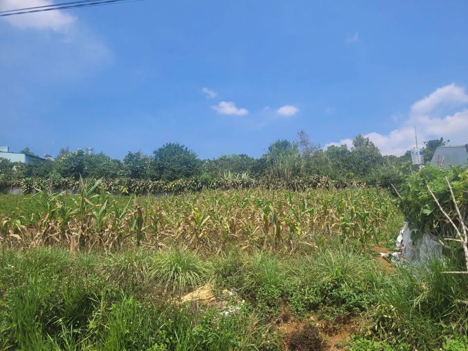 Bán Gấp Nhà Mặt Tiền Nguyễn Viết Xuân, Bảo Lộc - 250m² Thổ Cư, Giá 2.6 Tỷ