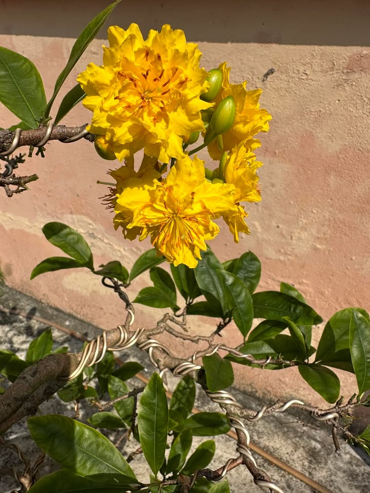 Đất nền Hòa Minh 271m² – Tiềm năng tăng giá