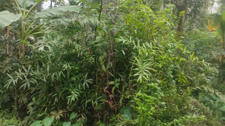 Bán đất 100m² Gia Bình, Bắc Ninh - Sổ đỏ thổ cư, giá chỉ 5xx triệu