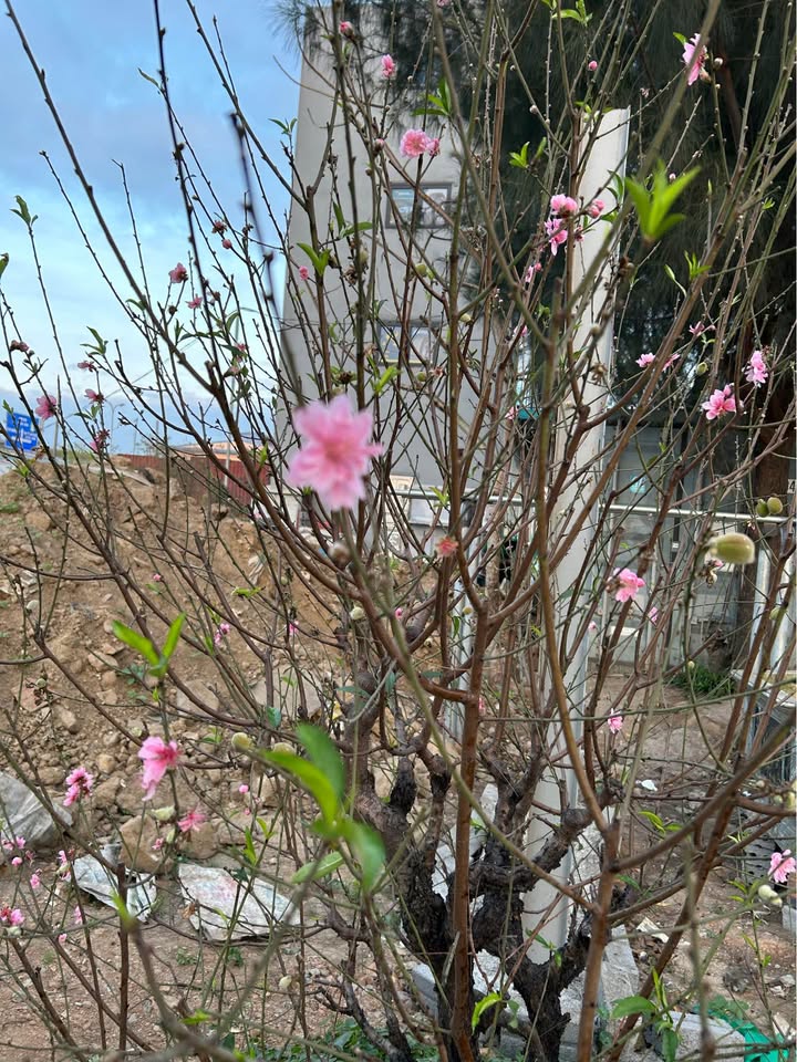 Đất nền Đồng Si Ninh Mỹ 111m² - Sổ đỏ chính chủ