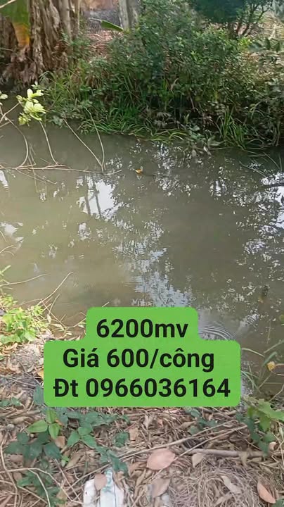 Bán Đất Vườn 6000m² Tại Cai Lậy, Tiền Giang - Giá 3.6 Tỷ