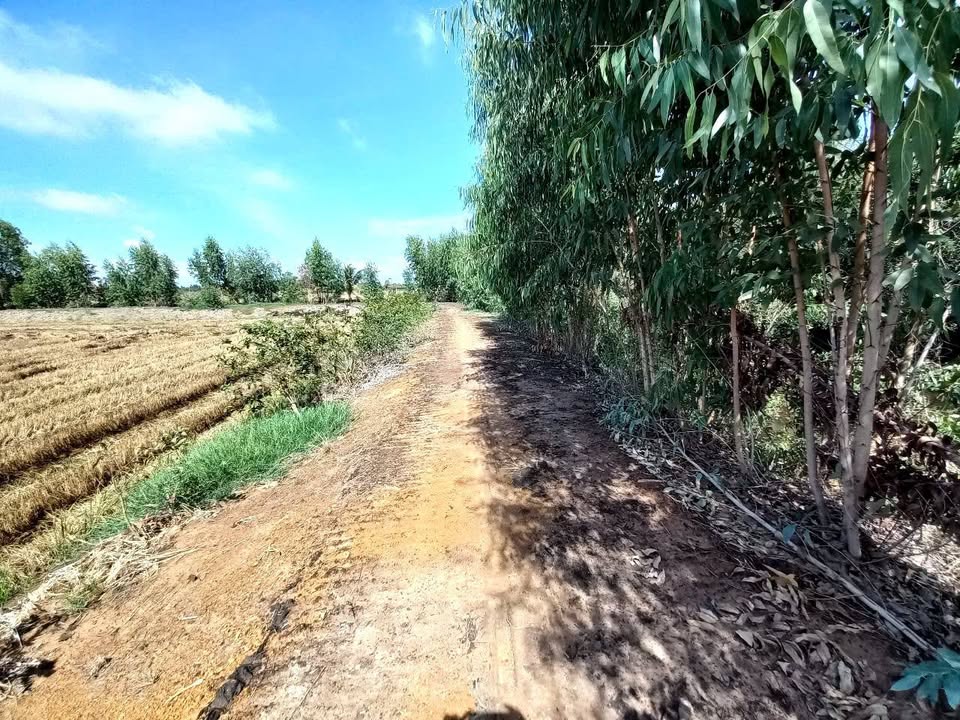 Đất nền Đồng Tháp 400m² (10x40m) - Giá F0 chỉ 350 triệu/nền