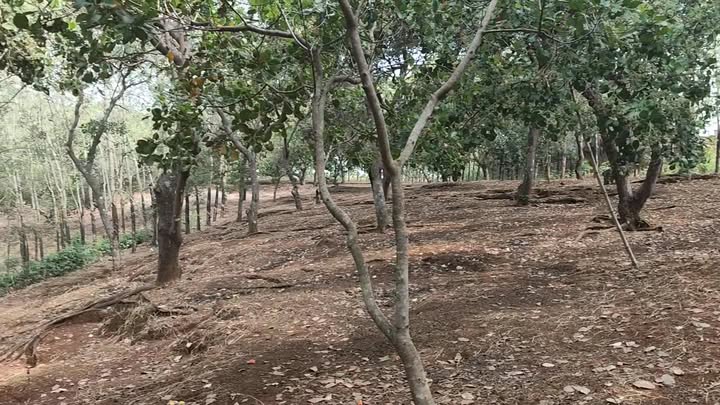 Đất vườn Nghĩa Thắng 2ha, 4.5 tỷ - Sổ đỏ chính chủ